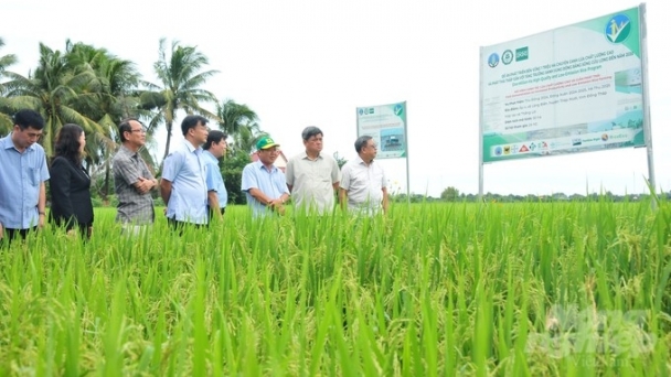 The 1 million hectares of high-quality rice project helps farmers increase their income